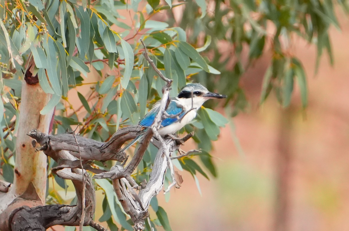 Kırmızı Belli Yalıçapkını - ML644694184