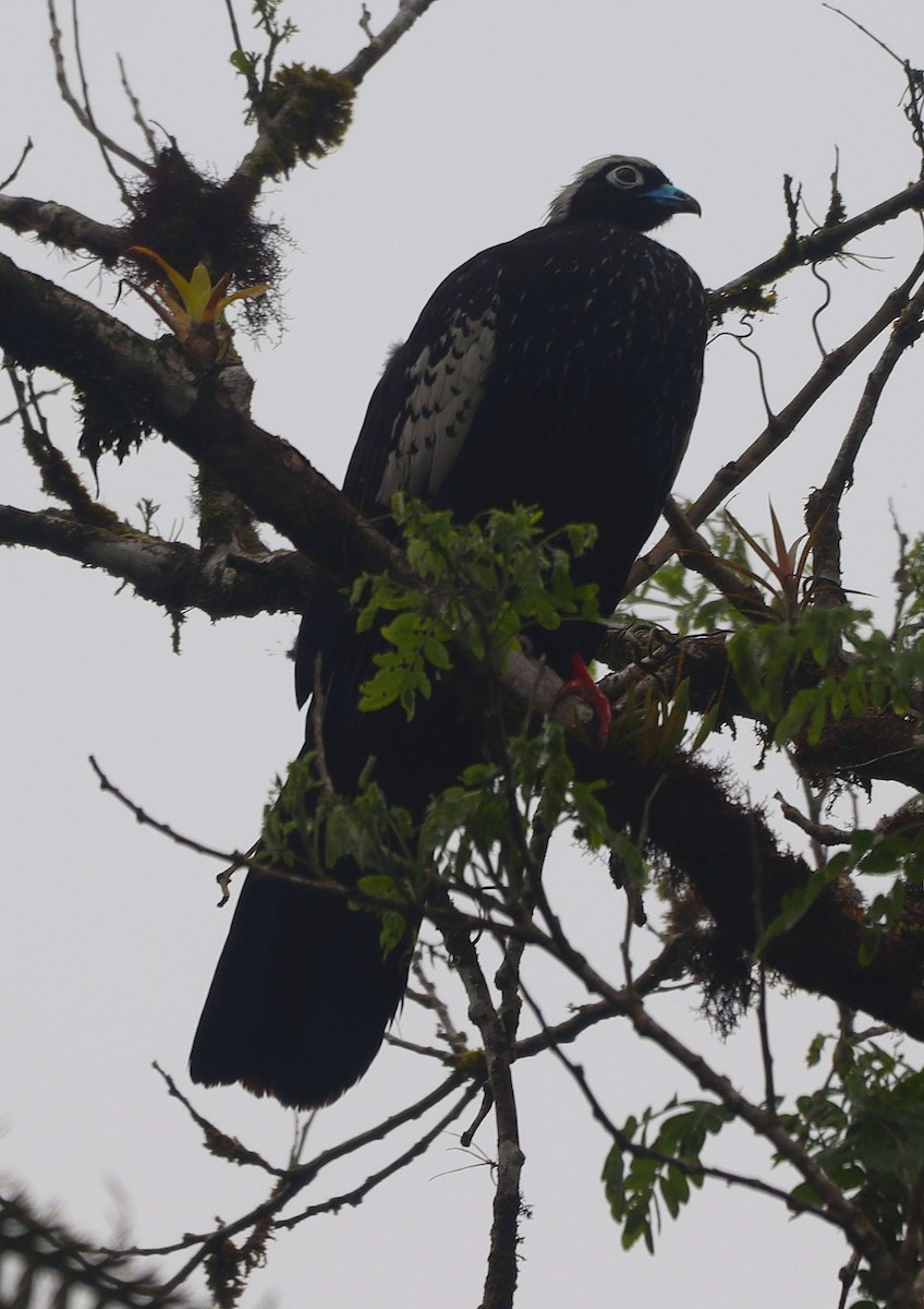 Black-fronted Piping-Guan - ML644694186