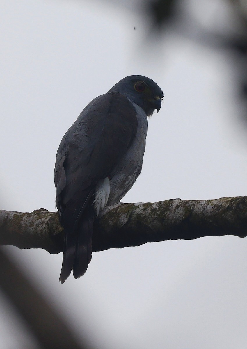 Rufous-thighed Kite - ML644694187