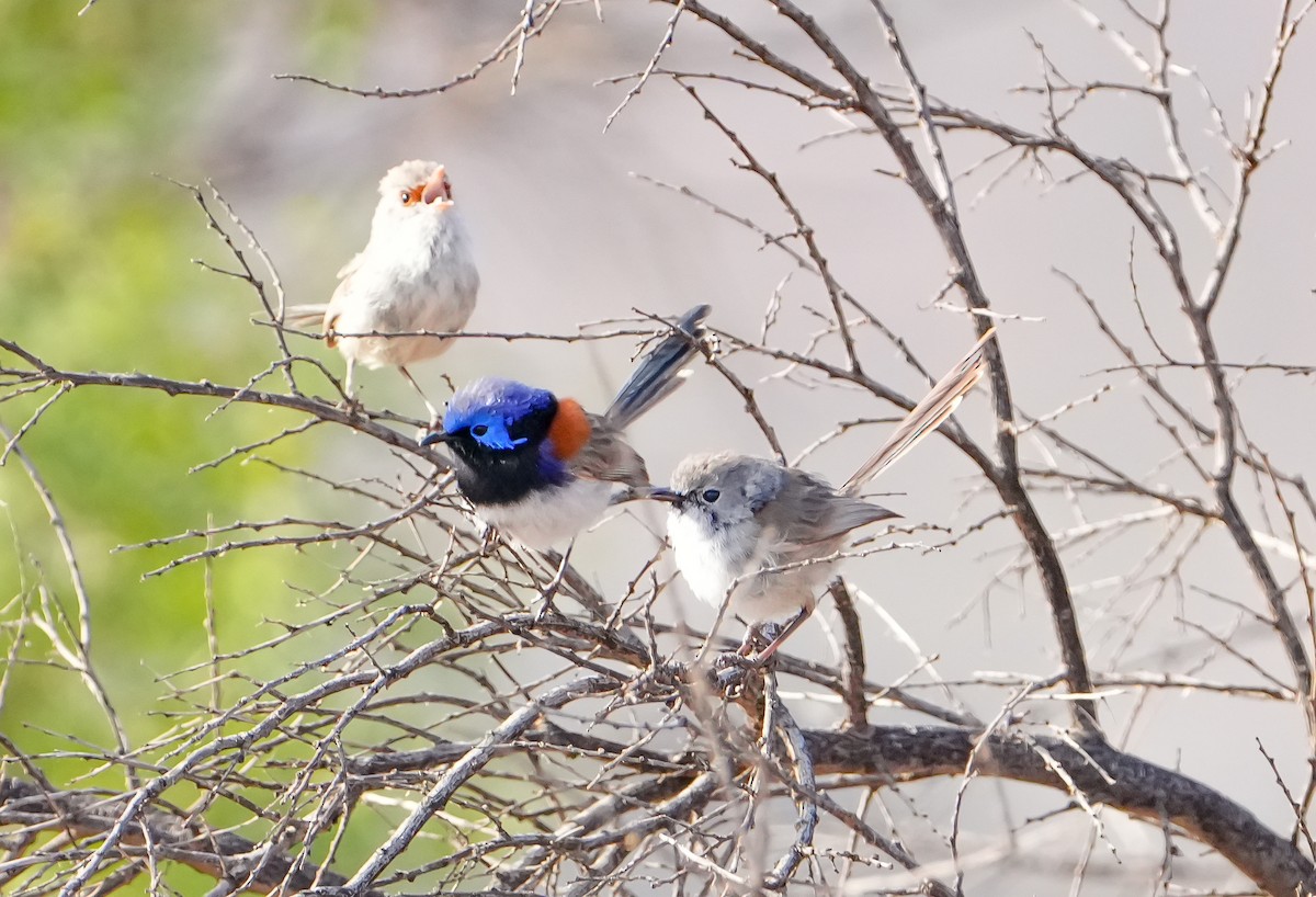 modropláštník fialovohřbetý - ML644694190