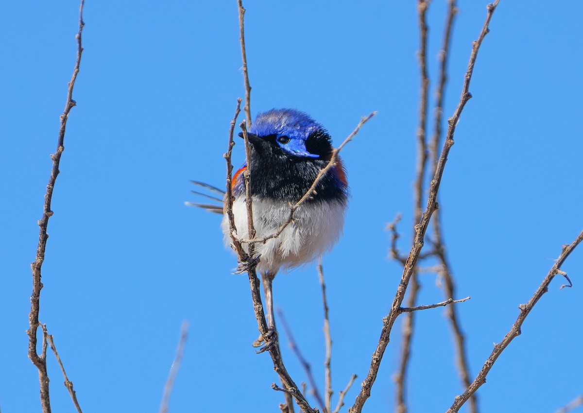 modropláštník fialovohřbetý - ML644694191