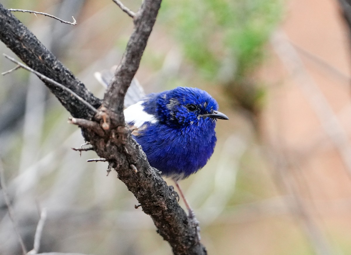 modropláštník bělokřídlý - ML644694195