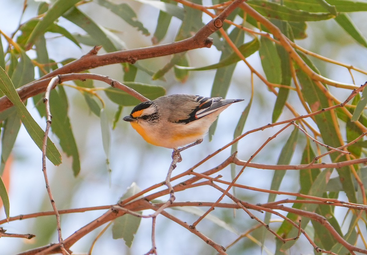 pardalot australský - ML644694205