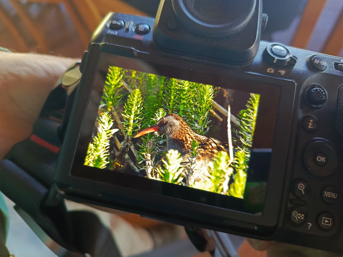 Austral Rail - ML644694207