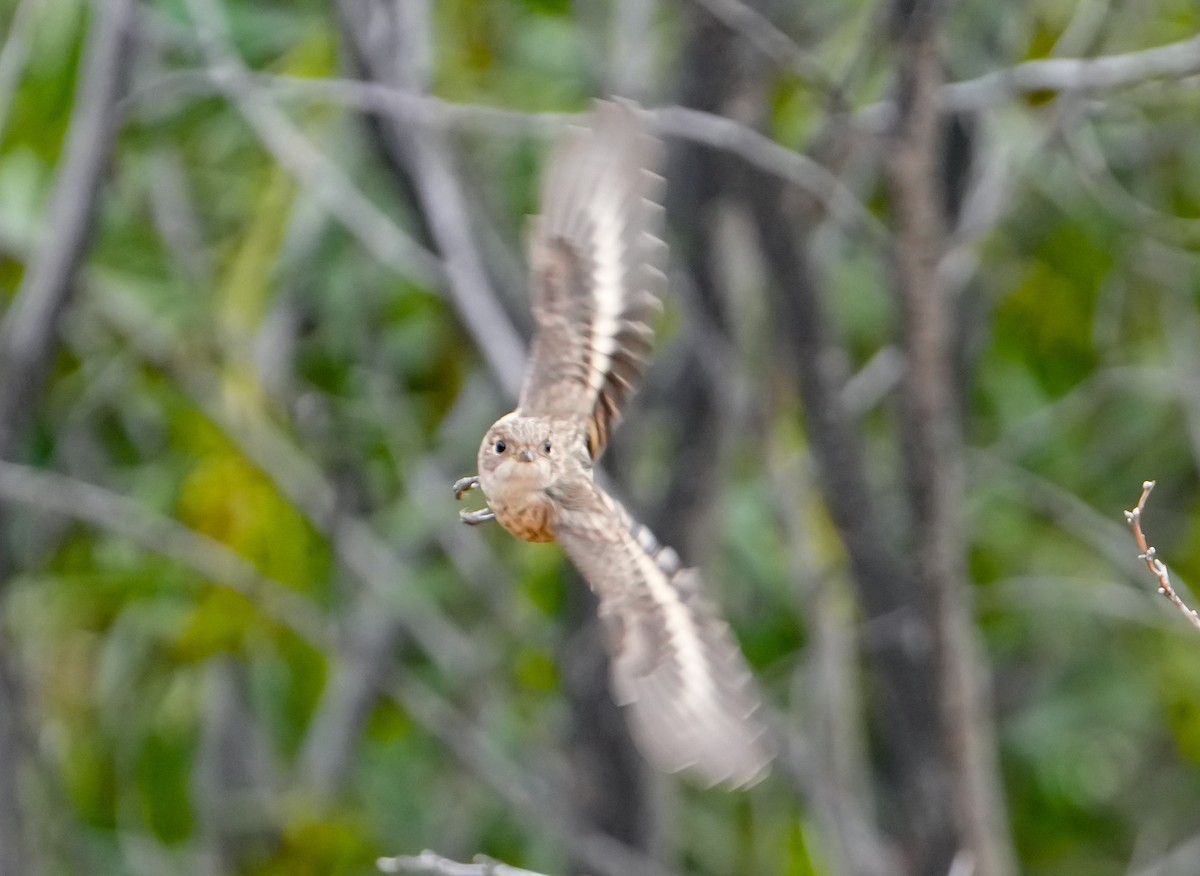 lejsčík rudočelý - ML644694213