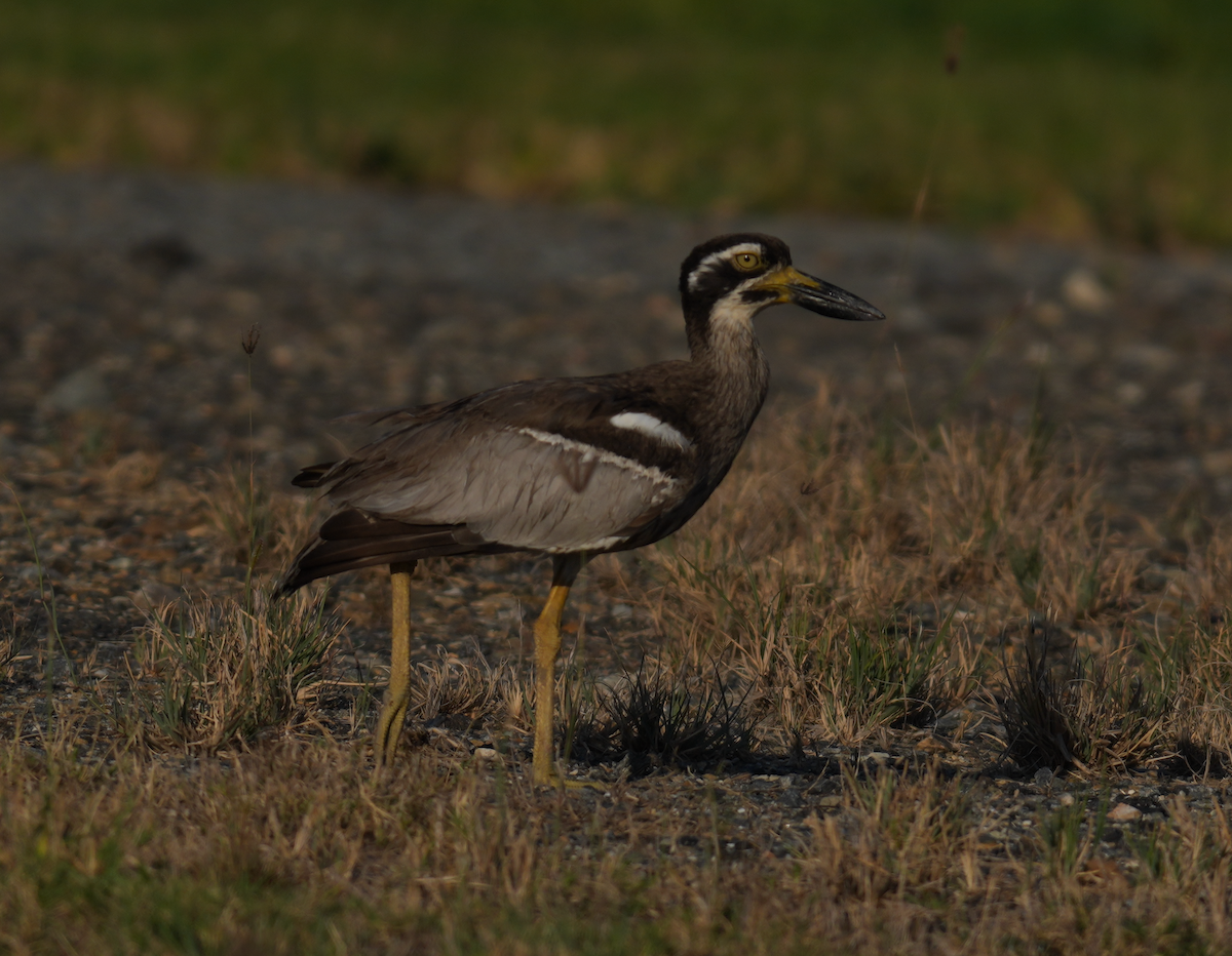 Oedicnème des récifs - ML644694214