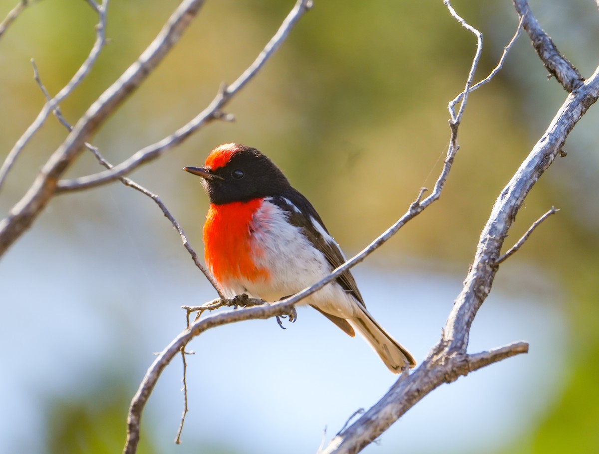 lejsčík rudočelý - ML644694216