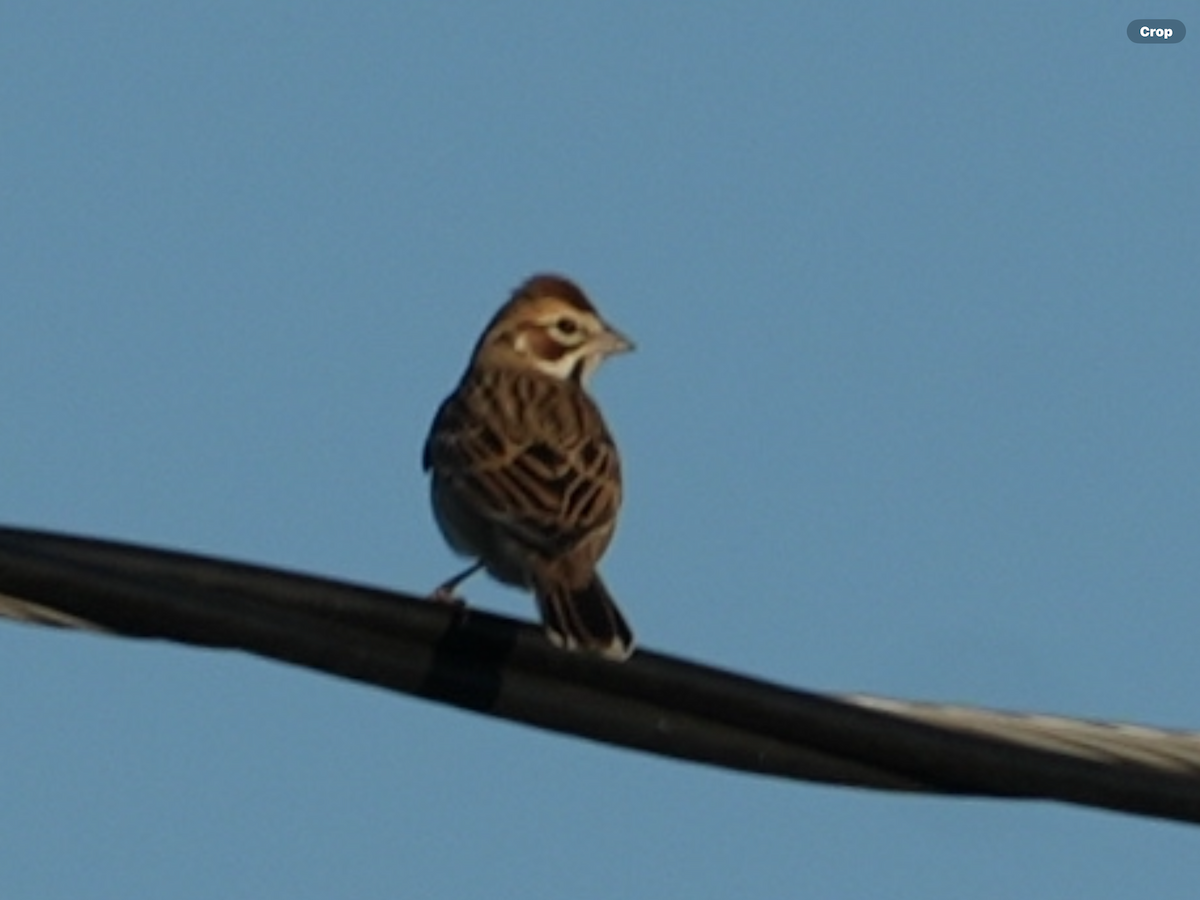 Lark Sparrow - ML644694217