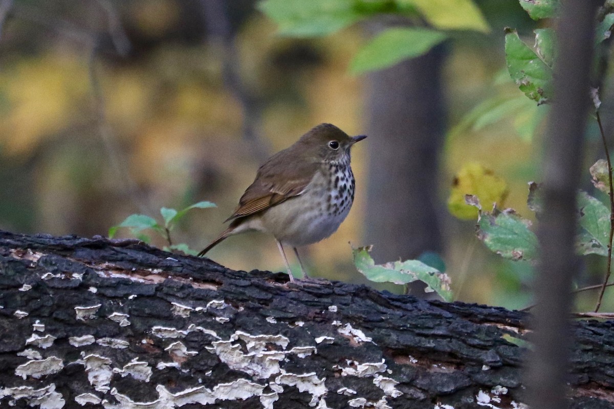 Hermit Thrush - ML644694221