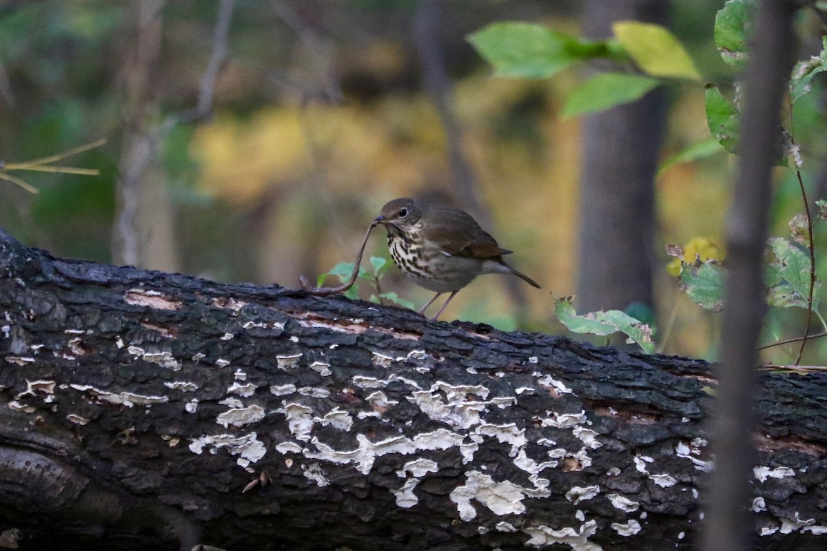 Hermit Thrush - ML644694222