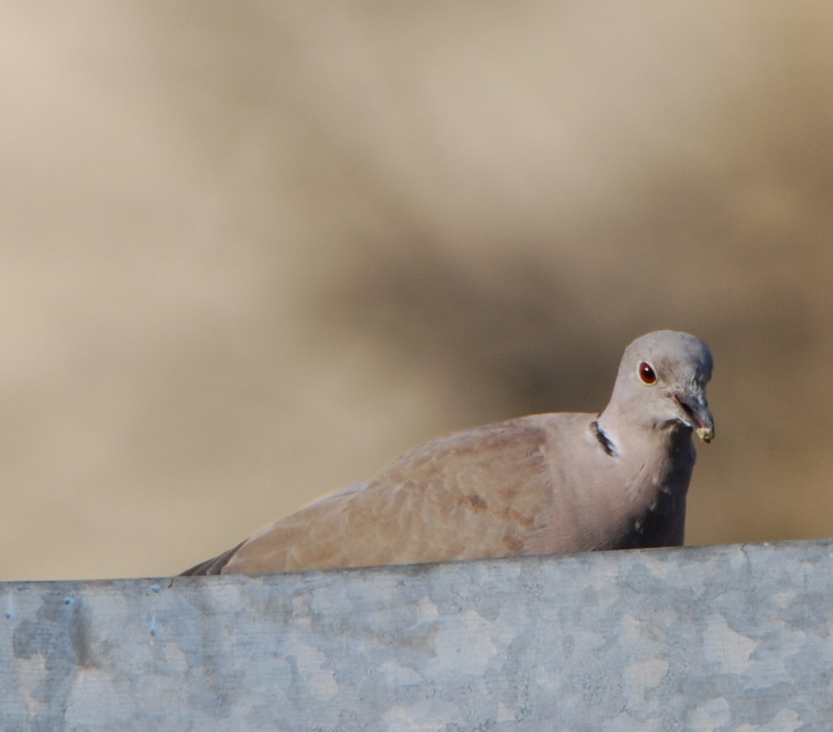 Tortora dal collare - ML644694230