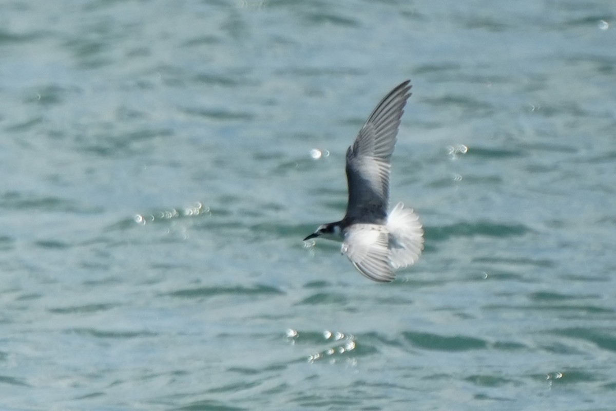 rybák bělokřídlý - ML644694235