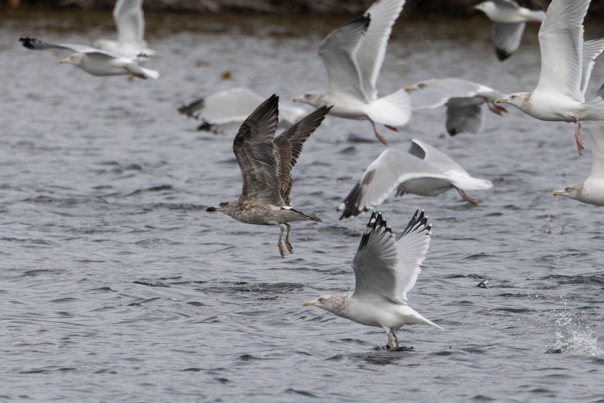 Heringsmöwe - ML644694241