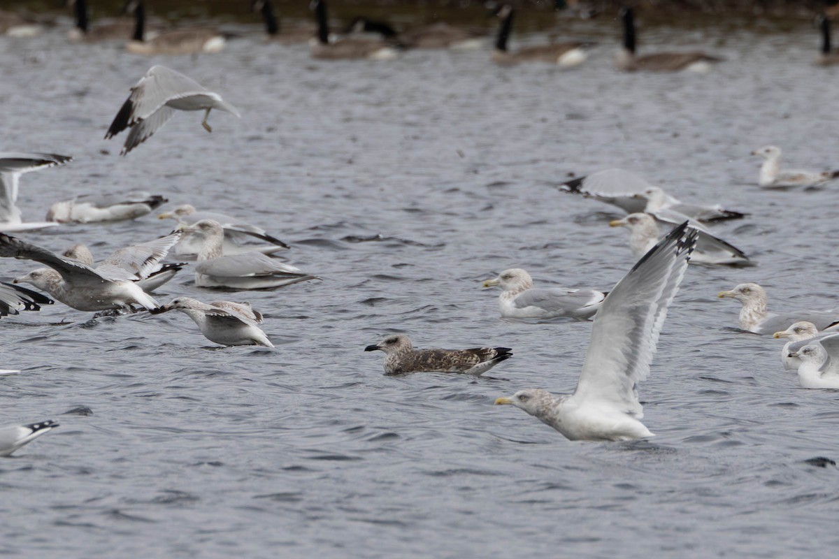 Heringsmöwe - ML644694242