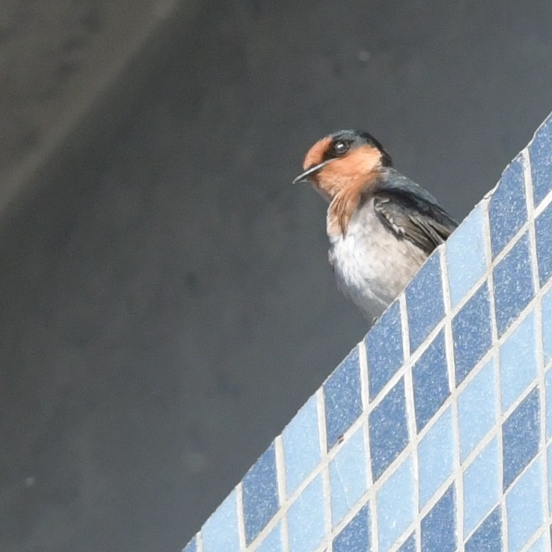 Pacific Swallow - ML644694247