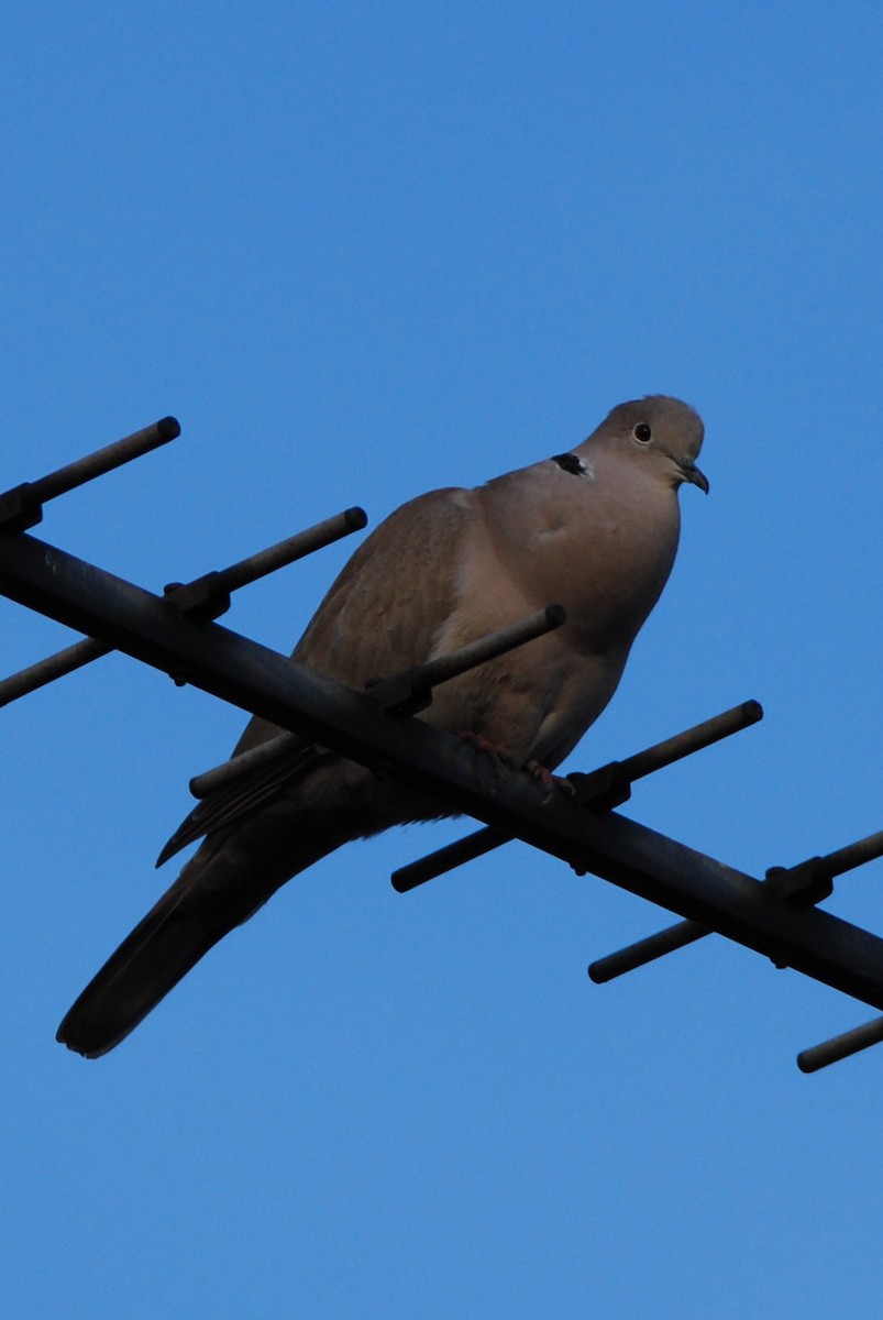 Tortora dal collare - ML644694248