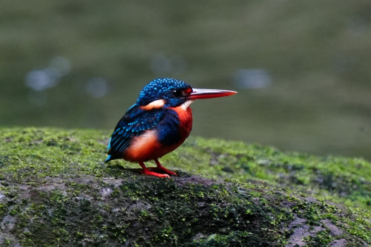 ledňáček luzonský (ssp. cyanopectus) - ML644694253