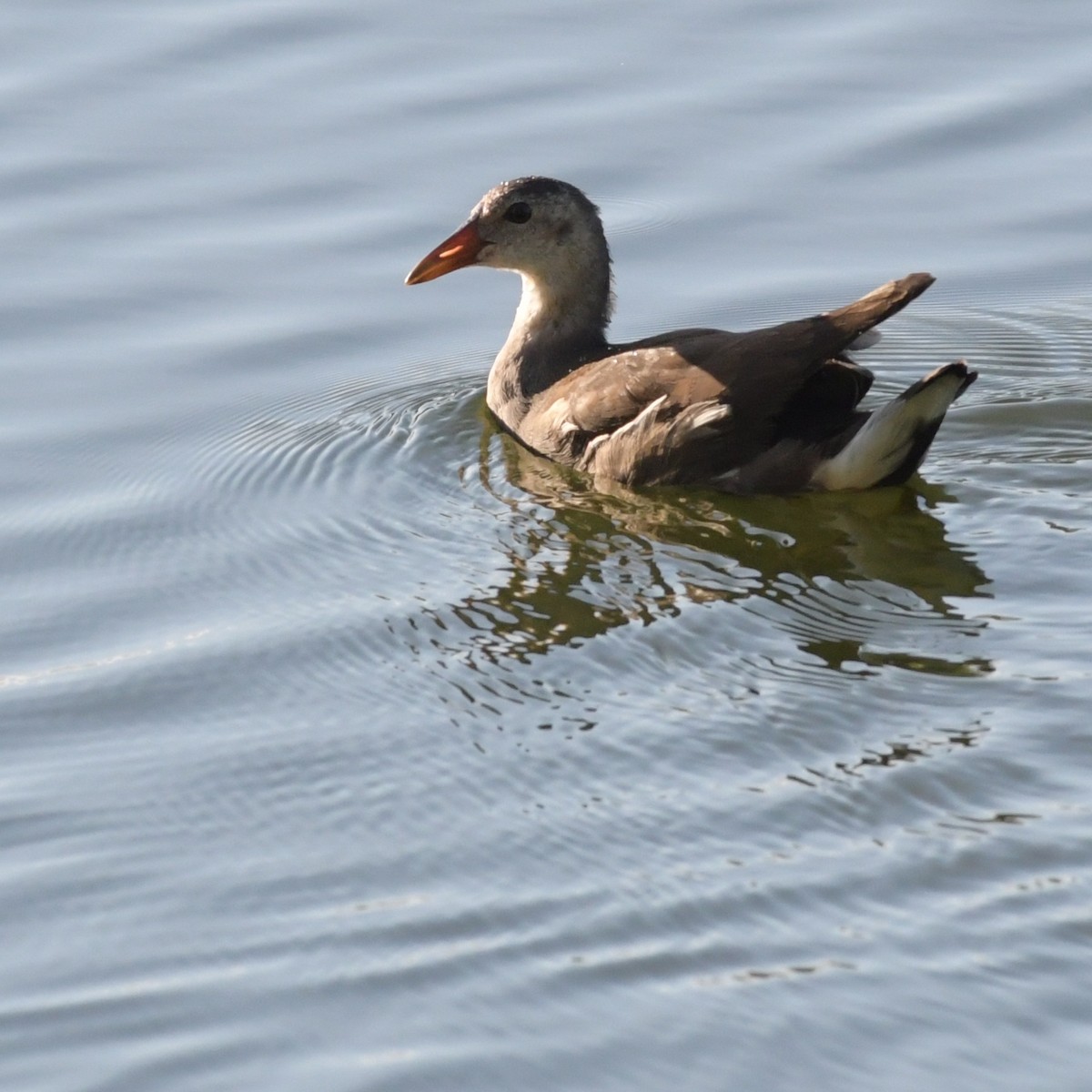 Teichhuhn - ML644694255