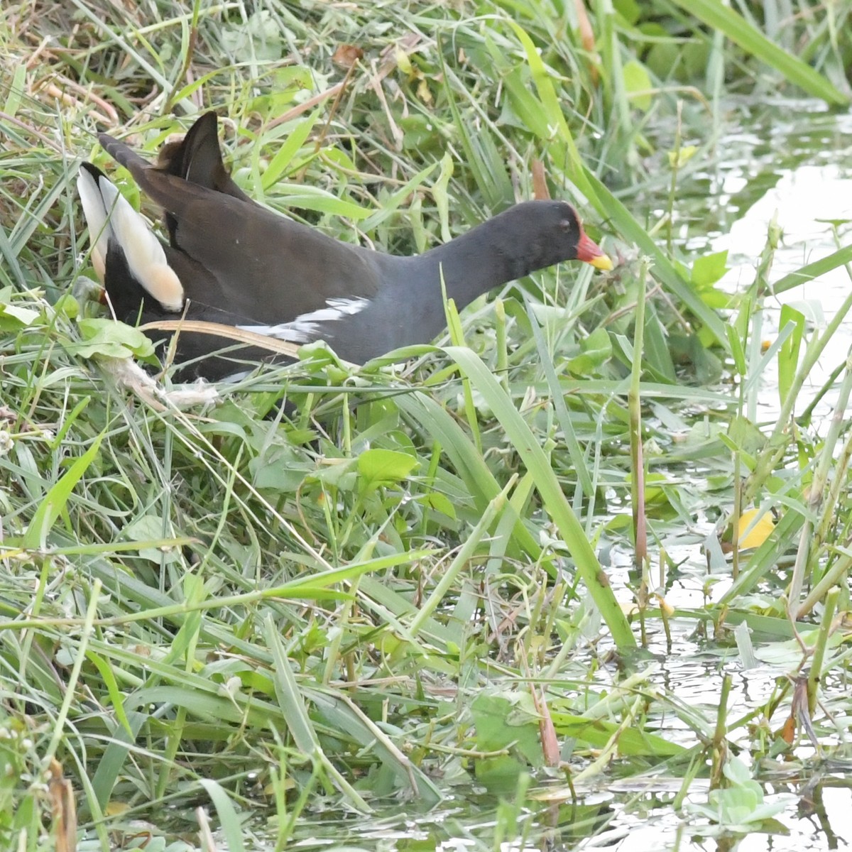 Teichhuhn - ML644694256