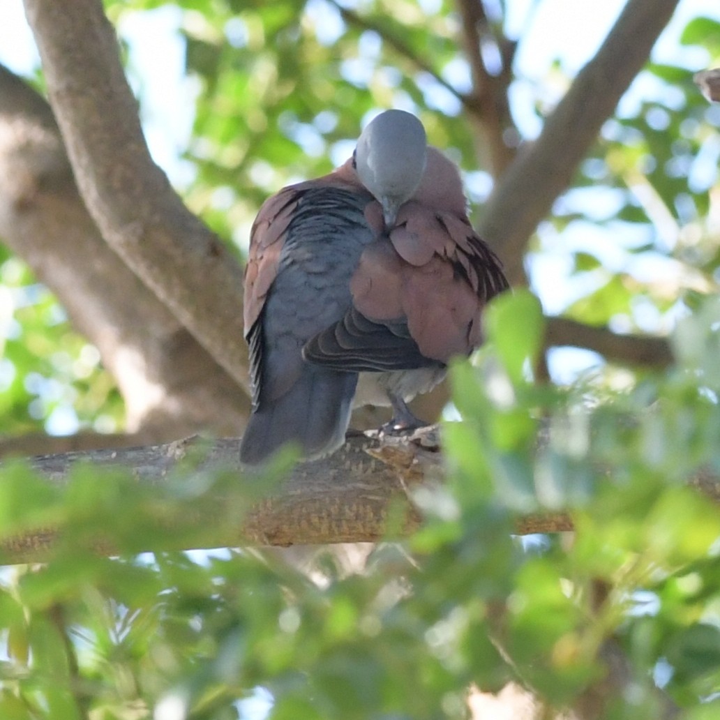 Короткохвостая горлица - ML644694257