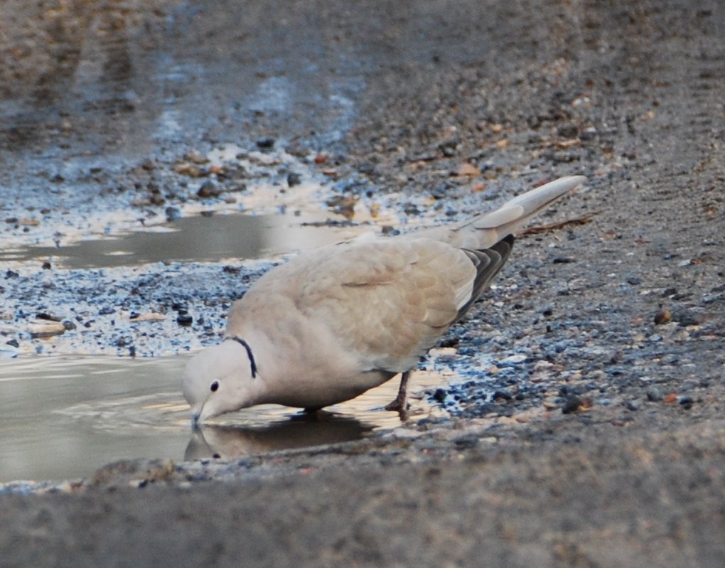 Tortora dal collare - ML644694270