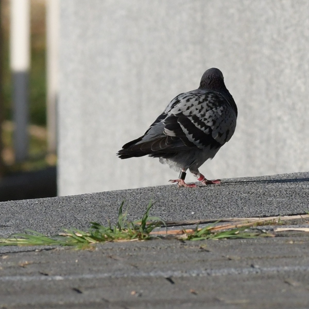 Felsentaube (Straßentaube) - ML644694276