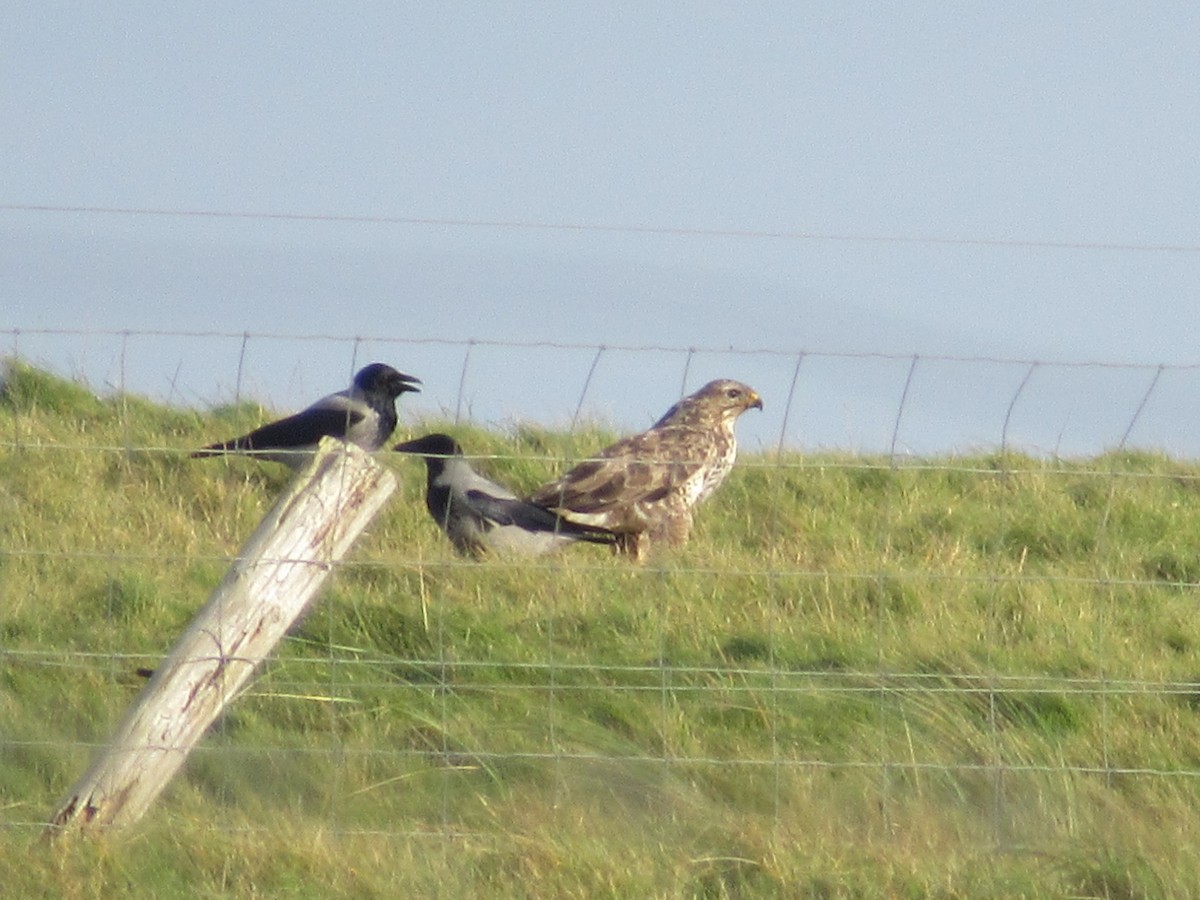 Buse variable - ML644694284