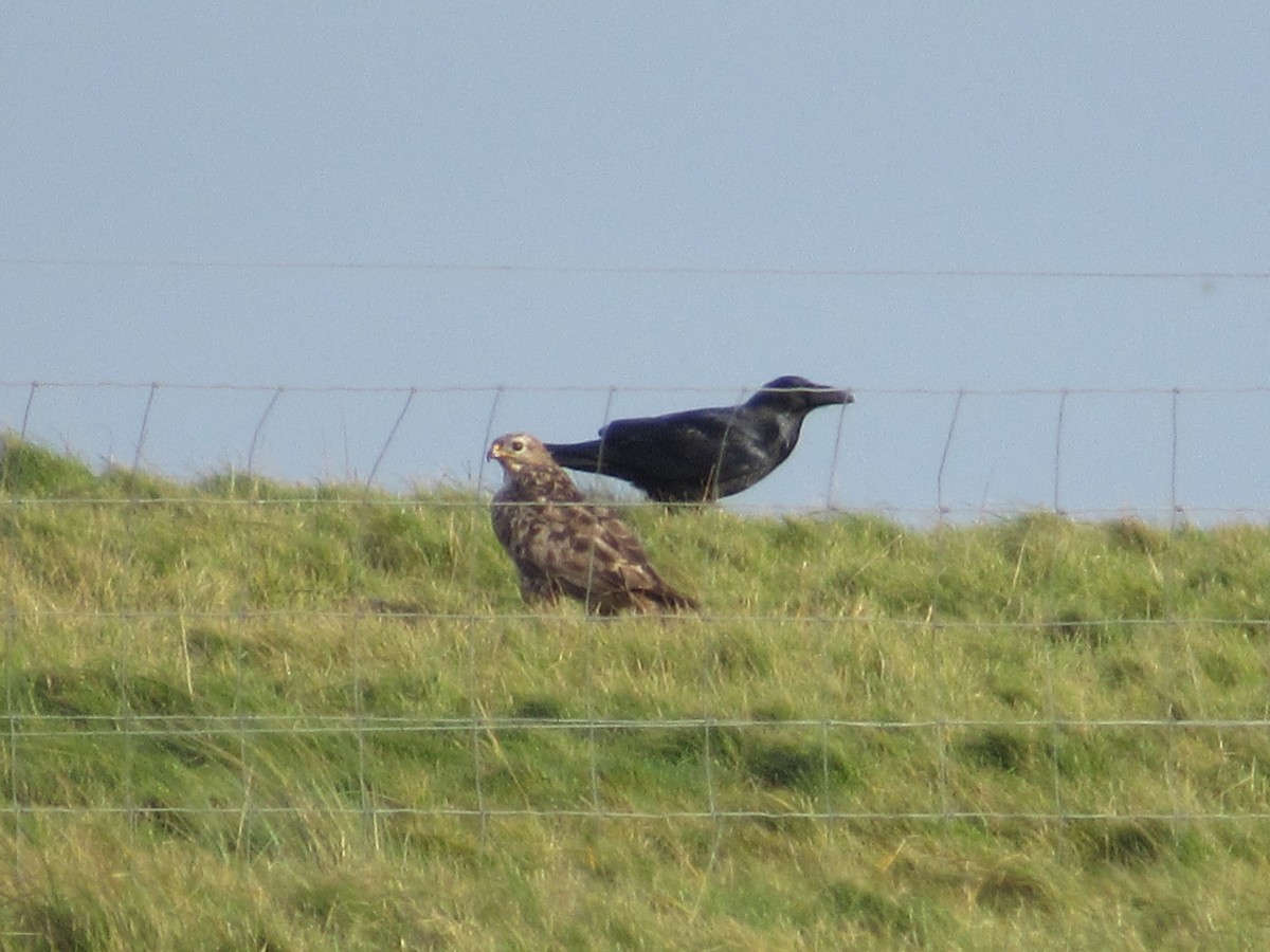 Buse variable - ML644694285