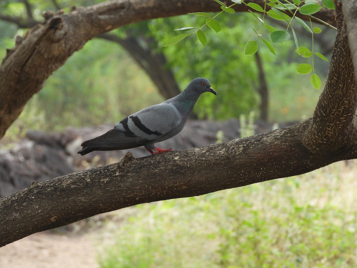 Felsentaube (Straßentaube) - ML644694287
