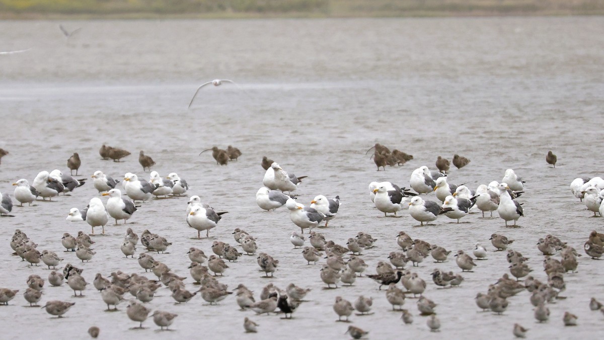 Heringsmöwe - ML644694292