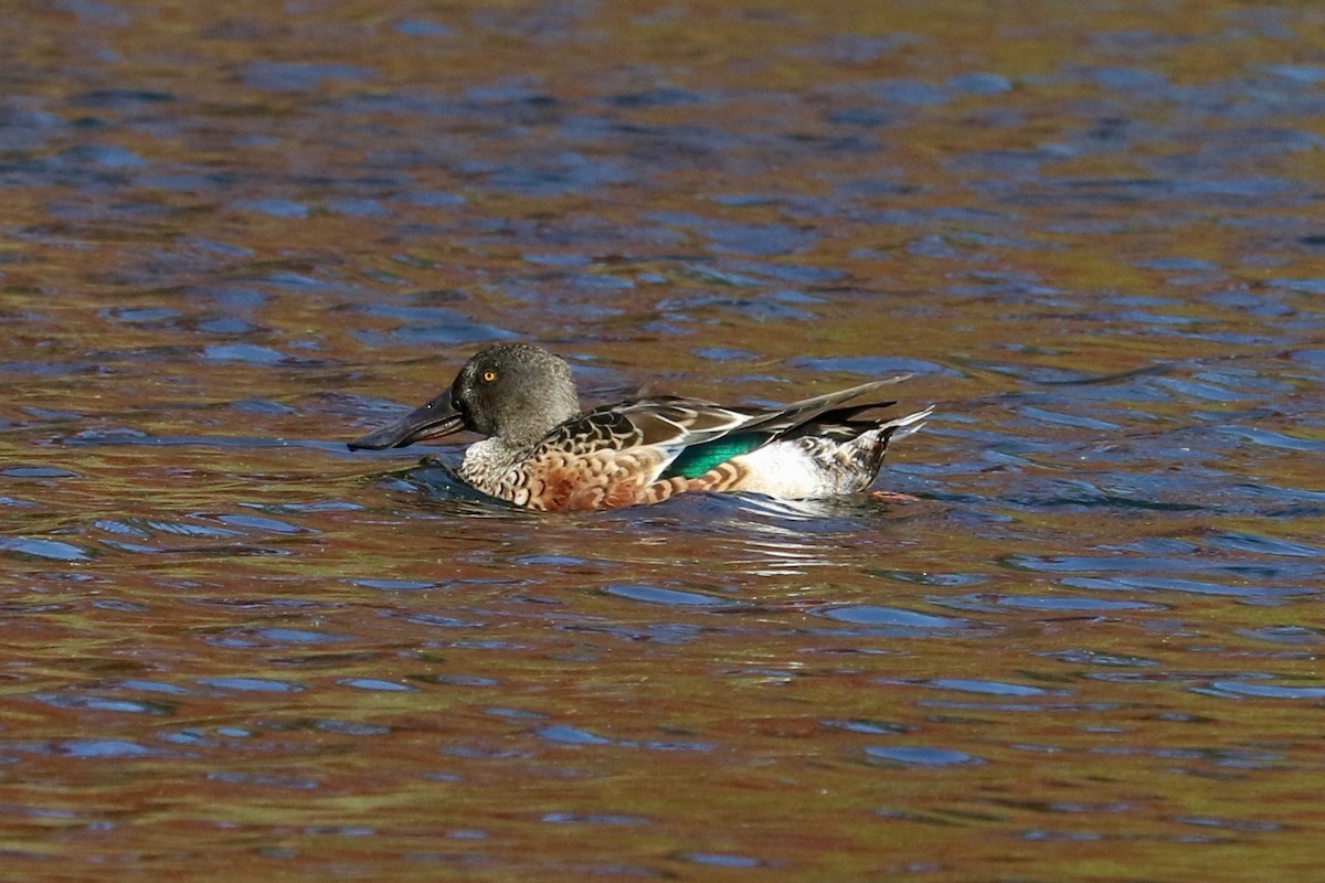 Northern Shoveler - ML644694298