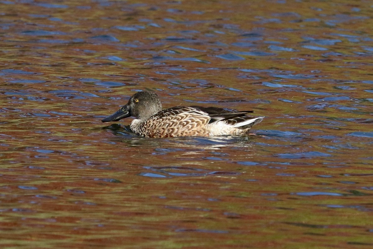 Northern Shoveler - ML644694299