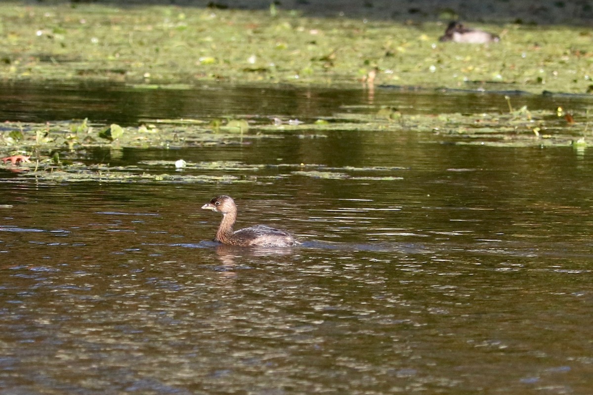 Pied-billed Grebe - ML644694316
