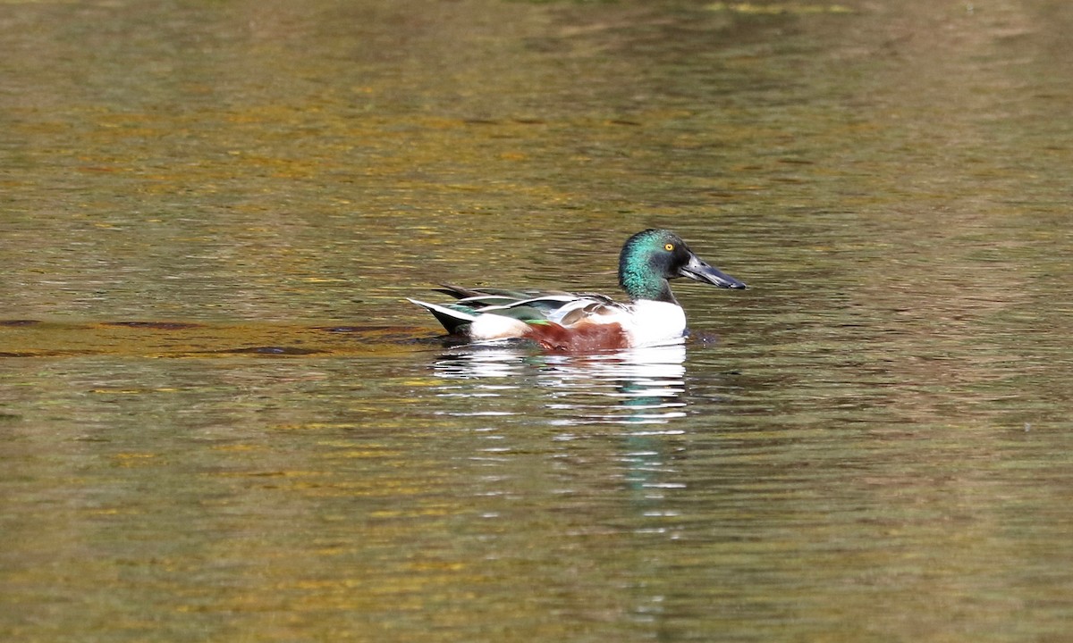 Northern Shoveler - ML644694318