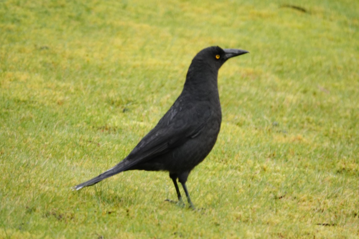 クロフエガラス - ML644694319