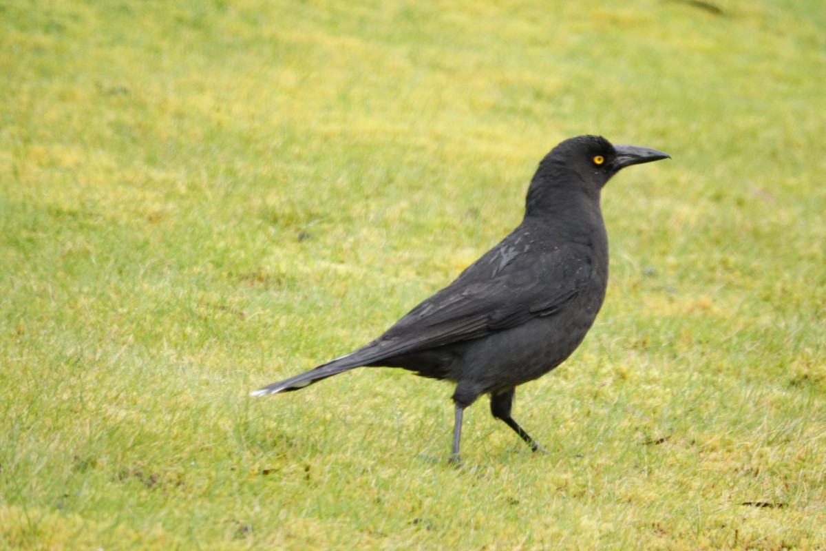 クロフエガラス - ML644694320