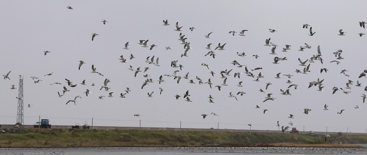 Heringsmöwe - ML644694321