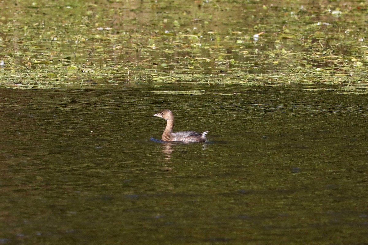 Pied-billed Grebe - ML644694323