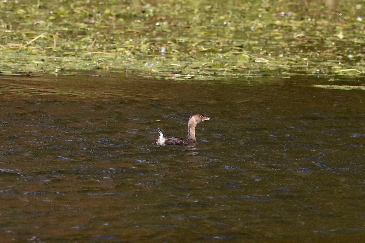 Pied-billed Grebe - ML644694324