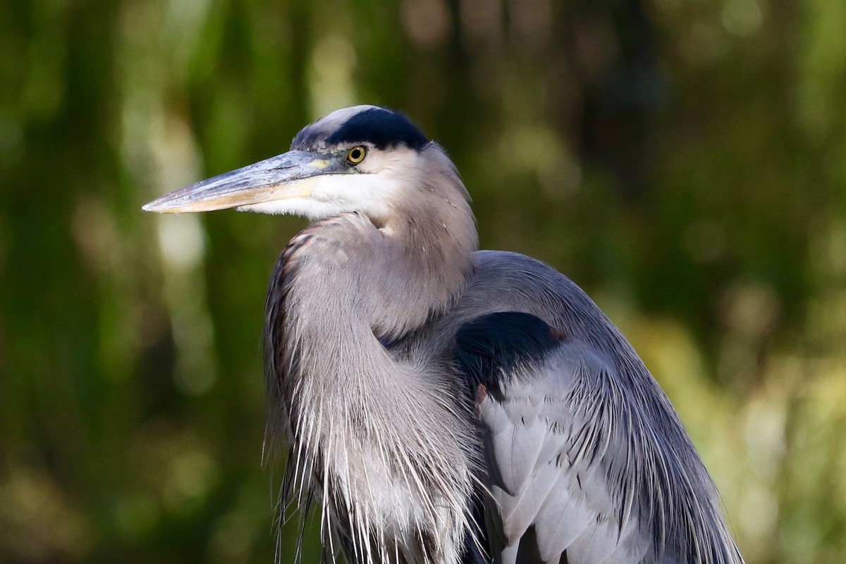 Great Blue Heron - ML644694331