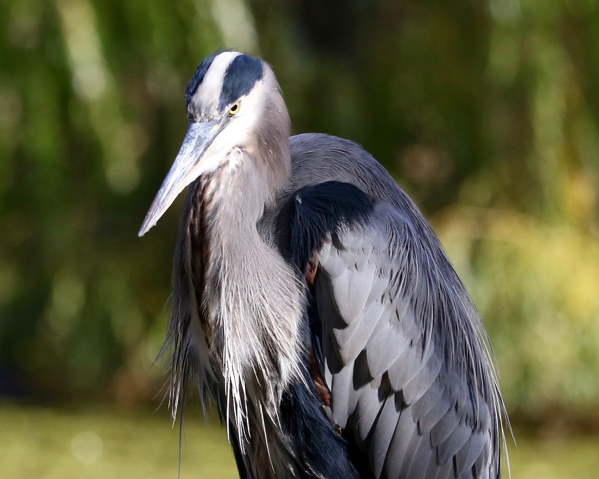 Great Blue Heron - ML644694332