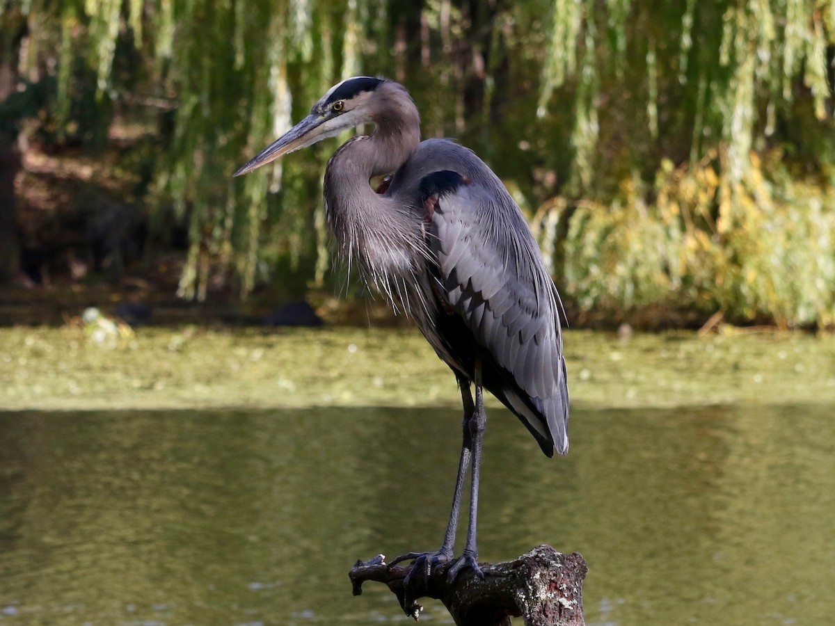 Great Blue Heron - ML644694333