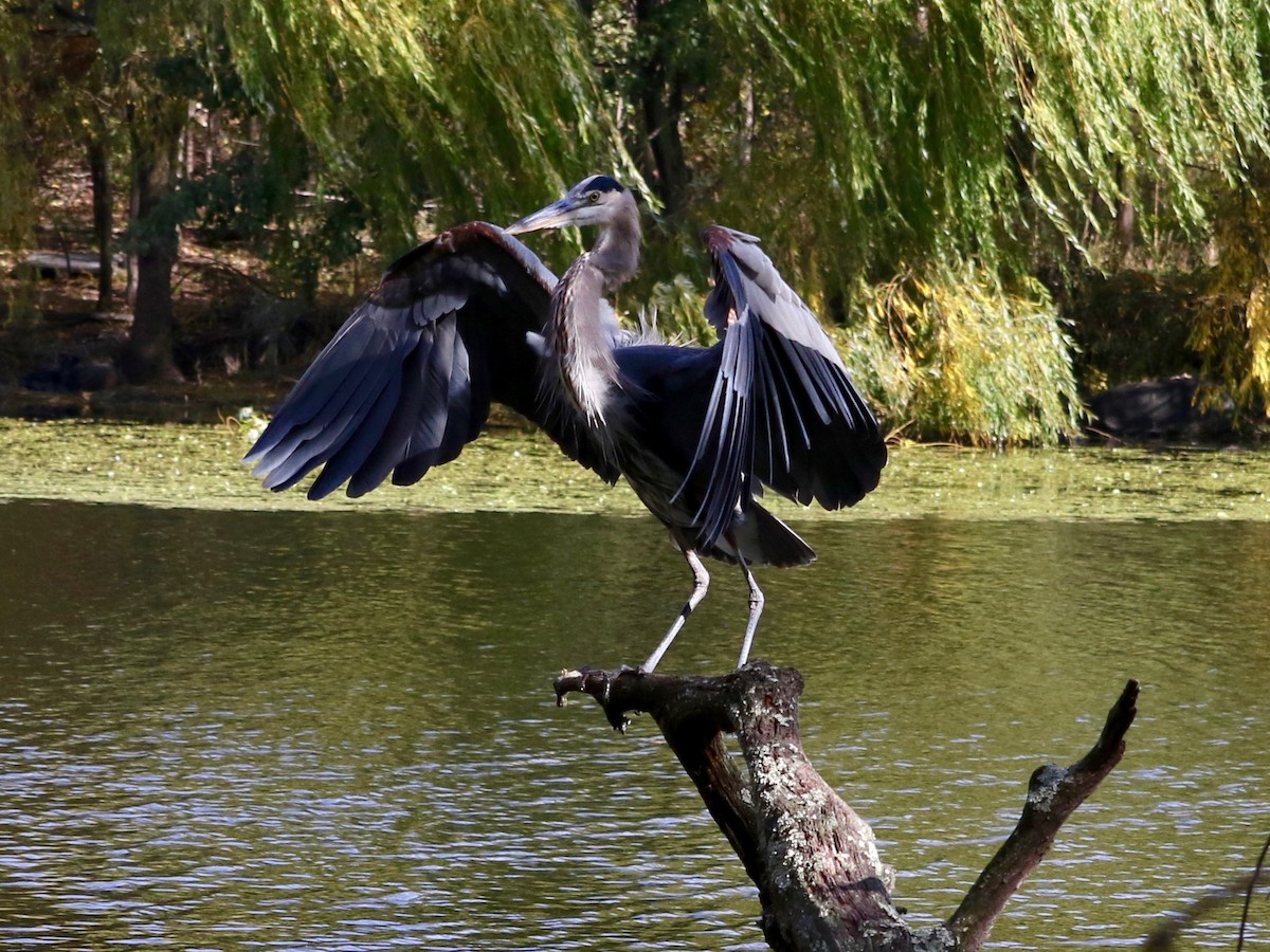 Great Blue Heron - ML644694334