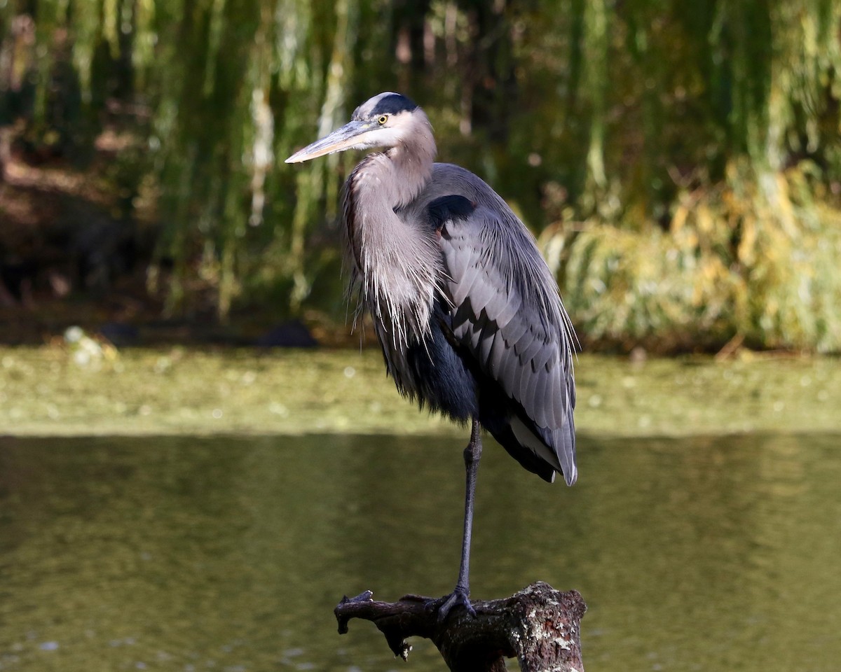 Great Blue Heron - ML644694335