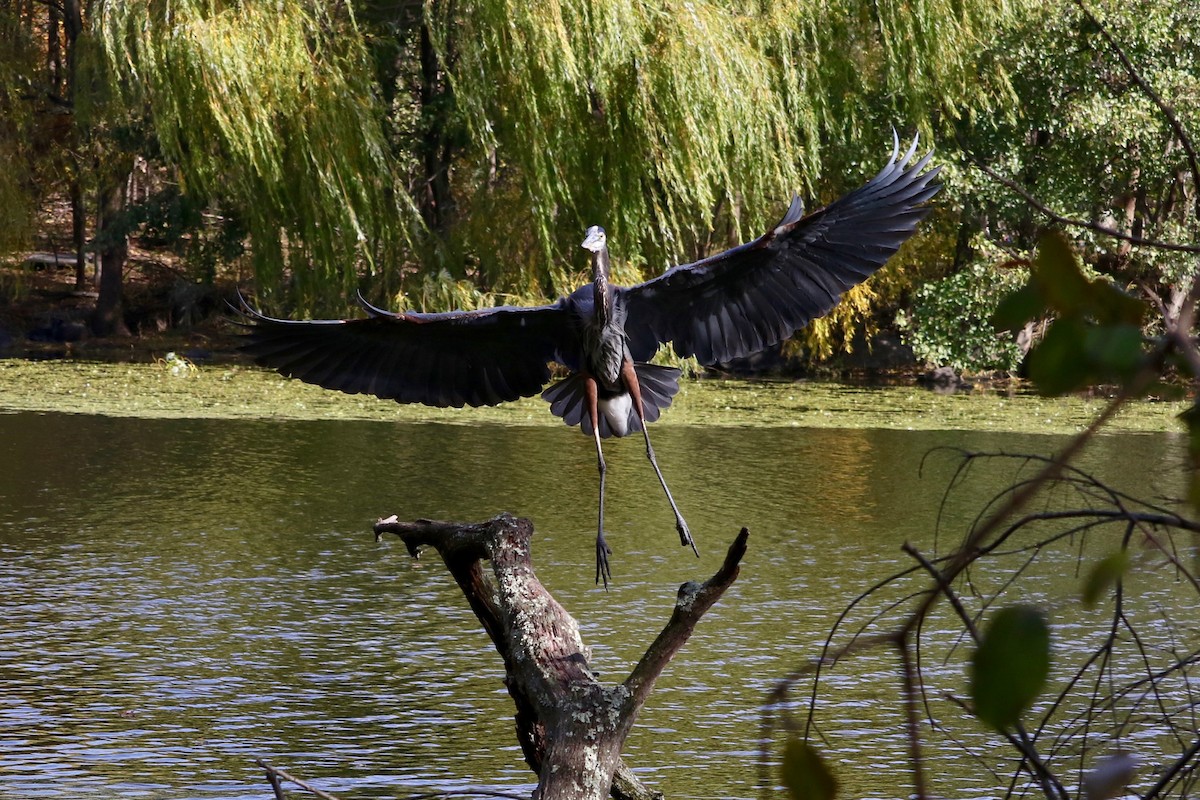 Great Blue Heron - ML644694336