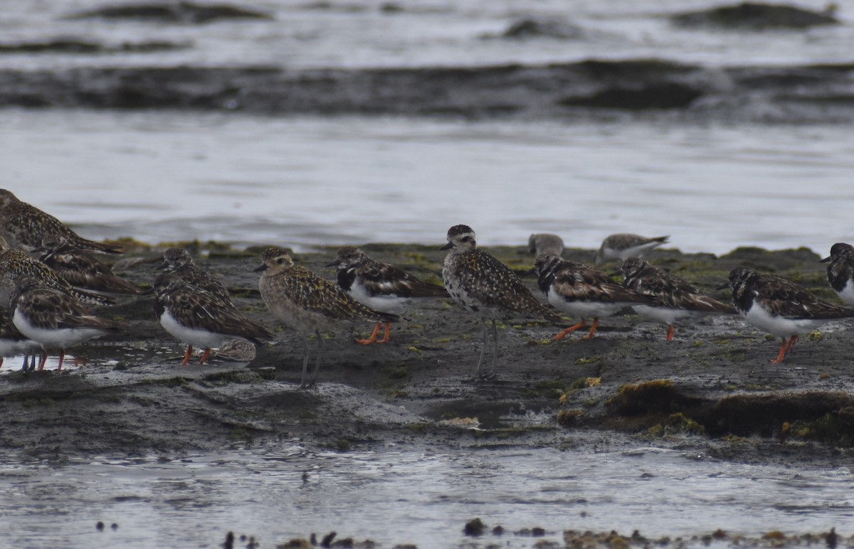 Piviere orientale - ML644694338