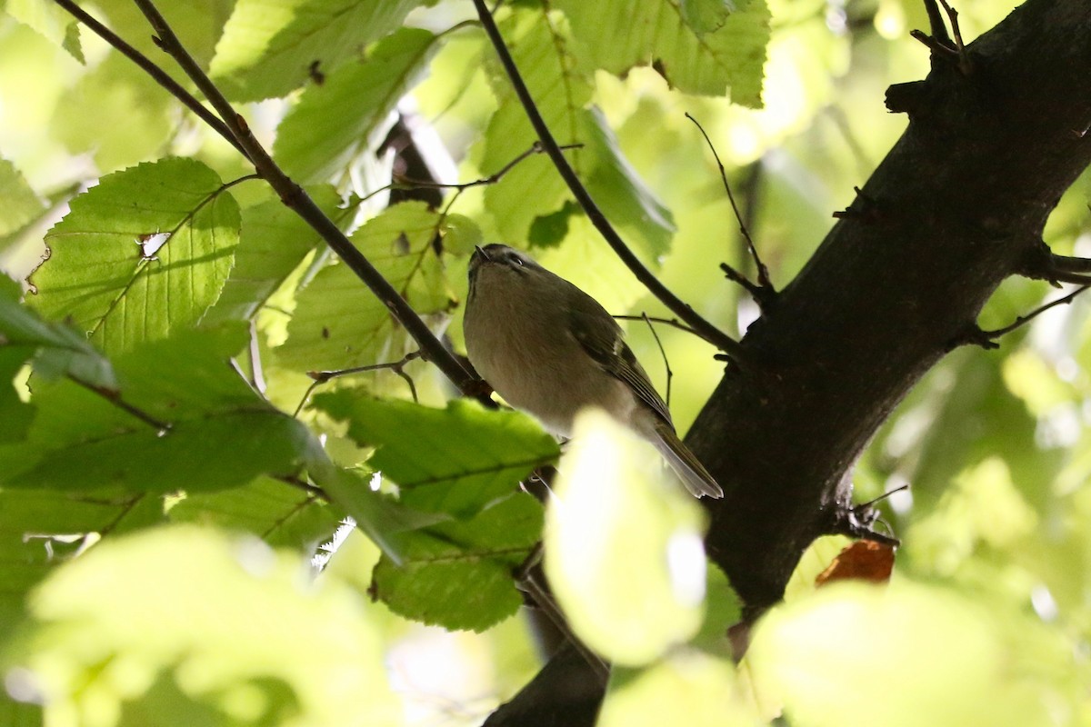 Golden-crowned Kinglet - ML644694344
