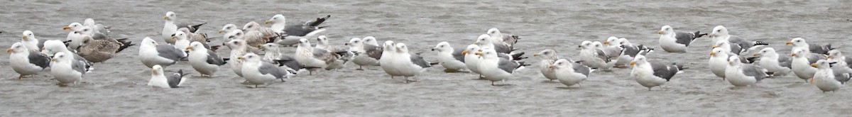 Heringsmöwe - ML644694347