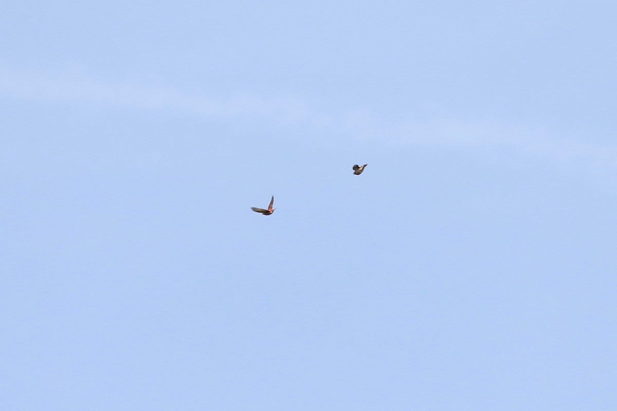 Purpurgimpel (purpureus) - ML644694349