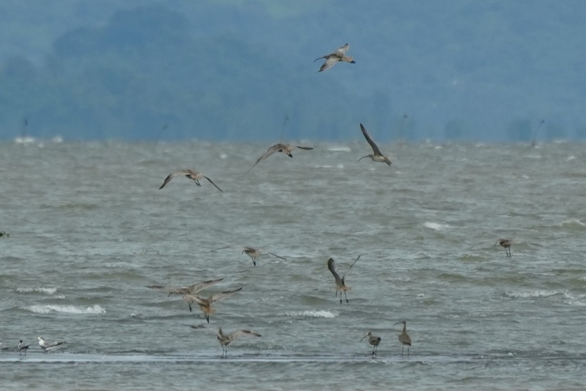 koliha východní - ML644694353